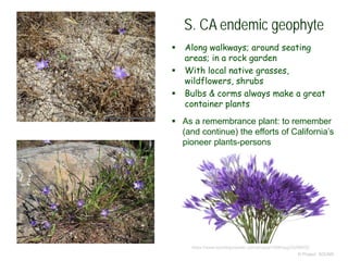 © Project SOUND
S. CA endemic geophyte
 Along walkways; around seating
areas; in a rock garden
 With local native grasses,
wildflowers, shrubs
 Bulbs & corms always make a great
container plants
https://www.sandiegoreader.com/photos/1988/aug/25/98052/
 As a remembrance plant: to remember
(and continue) the efforts of California’s
pioneer plants-persons
 