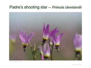© Project SOUND
Padre’s shooting star – Primula clevelandii
©2013 Steven Thorsted
 