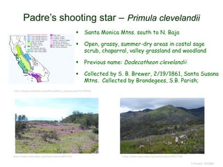  Santa Monica Mtns. south to N. Baja
 Open, grassy, summer-dry areas in costal sage
scrub, chaparral, valley grassland and woodland
 Previous name: Dodecatheon clevelandii
 Collected by S. B. Brewer, 2/19/1861, Santa Susana
Mtns. Collected by Brandegees, S.B. Parish;
© Project SOUND
Padre’s shooting star – Primula clevelandii
http://ucjeps.berkeley.edu/eflora/eflora_display.php?tid=98404
https://www.inaturalist.org/observations/5047188https://www.inaturalist.org/observations/891403
 