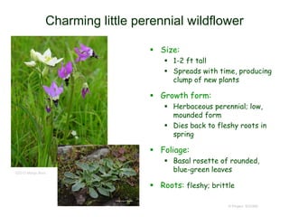 © Project SOUND
Charming little perennial wildflower
 Size:
 1-2 ft tall
 Spreads with time, producing
clump of new plants
 Growth form:
 Herbaceous perennial; low,
mounded form
 Dies back to fleshy roots in
spring
 Foliage:
 Basal rosette of rounded,
blue-green leaves
 Roots: fleshy; brittle
©2013 Margo Bors
 