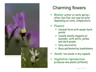 © Project SOUND
Charming flowers
 Blooms: winter or early spring –
often Jan-Feb. but may be later
depending on rains, temperature.
 Flowers:
 Unusual form with swept-back
petals
 Usually mostly magenta or
lavender, with white, yellow
and dark purple.
 Very decorative
 Buzz-pollinated by bumblebees
 Seeds: tan seeds in dry capsule
 Vegetative reproduction:
produces new plants (offsets)
©2013 Steven Thorsted
 