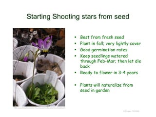 Starting Shooting stars from seed
 Best from fresh seed
 Plant in fall; very lightly cover
 Good germination rates
 Keep seedlings watered
through Feb-Mar; then let die
back
 Ready to flower in 3-4 years
 Plants will naturalize from
seed in garden
© Project SOUND
http://pacificbulbsociety.org/pbswiki/index.php/Dodecatheon
 