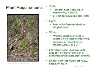 © Project SOUND
Plant Requirements  Soils:
 Texture: most local soils, if
summer dry. Clays OK
 pH: not for alkali soils (pH > 8.0)
 Light:
 Best with afternoon shade or
dappled shade.
 Water:
 Winter: needs moist soils in
winter (like in local mtn/foothills)
 Summer: infrequent or dry
(Water Zones 1 or 1-2)
 Fertilizer: none; likes poor soils;
dose of ½ strength fertilizer in
containers when plants start growing.
 Other: light leaf mulch; not heavy,
deep bark mulch©1995 Saint Mary's College of California
 