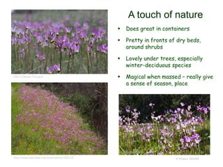 © Project SOUND
A touch of nature
 Does great in containers
 Pretty in fronts of dry beds,
around shrubs
 Lovely under trees, especially
winter-deciduous species
 Magical when massed – really give
a sense of season, place
©2013 Steven Thorsted
https://www.inaturalist.org/observations/1293122
 