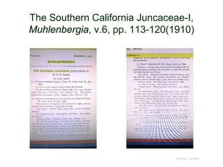 The Southern California Juncaceae-I,
Muhlenbergia, v.6, pp. 113-120(1910)
© Project SOUND
 
