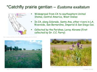© Project SOUND
*Catchfly prairie gentian – Eustoma exaltatum
http://ucjeps.berkeley.edu/eflora/eflora_display.php?tid=80520
 Widespread from CA to southeastern United
States, Central America, West Indies
 In CA, along Colorado, Santa Ana, other rivers in LA,
Riverside, San Bernardino, Imperial & San Diego Cos.
 Collected by the Parishes, Leroy Abrams (first
collected by Dr. C.C. Parry)
https://www.wildflower.org/plants/result.php?id_plant=EUEX5
http://swbiodiversity.org/seinet/taxa/index.php?taxon=3642
 