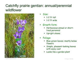 © Project SOUND
Catchfly prairie gentian: annual/perennial
wildflower
 Size:
 1-2 ft tall
 1-2 ft wide
 Growth form:
 Herbaceous annual or short-
lived perennial
 Upright stems
 Foliage:
 Blue-green leaves; mostly below
flowers
 Simple, pleasant-looking leaves
with waxy coat
 Looks like a garden plant
©2009 Robert Sivinski
 