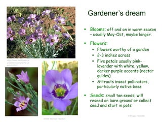 © Project SOUND
Gardener’s dream
 Blooms: off and on in warm season
– usually May-Oct, maybe longer.
 Flowers:
 Flowers worthy of a garden
 2-3 inches across
 Five petals usually pink-
lavender with white, yellow,
darker purple accents (nectar
guides)
 Attracts insect pollinators,
particularly native bees
 Seeds: small tan seeds; will
reseed on bare ground or collect
seed and start in pots
©2006 Michael Charters
https://www.wildflower.or
g/plants/result.php?id_pl
ant=EUEX5
 