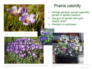 © Project SOUND
Prairie catchfly
 Cottage gardens; around vegetable
garden or splashy fountain
 Any part of garden that gets
regular water
 Fantastic in containers
http://swbiodiversity.org/seinet/taxa/index.php?taxon=3642
http://www.kswildflower.org/largePhotos.php?imageID=2326&aCategory=f&lastModifie
d=2008-02-10
https://centerofthewebb.ecrater.com/p/29878796/mixed-lisianthus-eustoma-
grandiflorum-20-seeds#
 