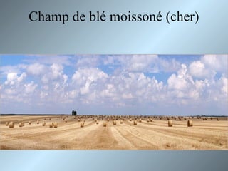 Champ de blé moissoné (cher)