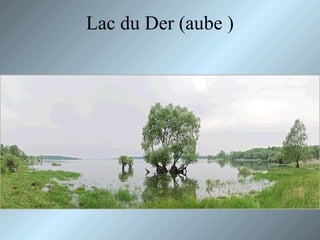 Lac du Der (aube )
