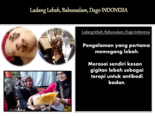 Ladang lebah, Babussalam, Dago Indonesia 
Pengalaman yang pertama 
memegang lebah. 
Merasai sendiri kesan 
gigitan lebah sebagai 
terapi untuk antibodi 
badan. 
 