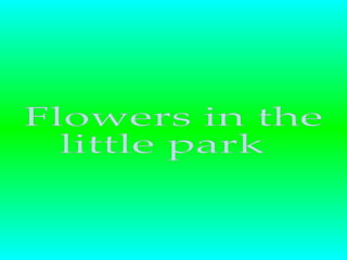 Flowers in the little park 