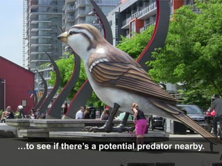 Similar to other animals in the wild,
humans like to survey their habitat…
 