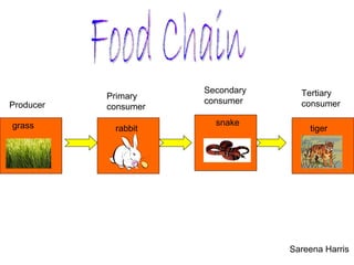 Food Chain Sareena Harris grass Producer rabbit Primary consumer snake Secondary  consumer tiger Tertiary consumer 