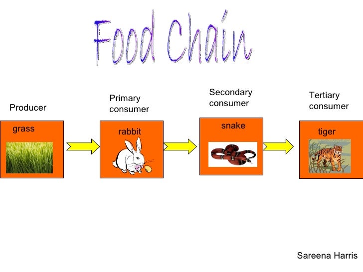 Parker Food Chain