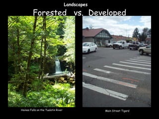 Landscapes

Forested vs. Developed

Haines Falls on the Tualatin River

Main Street Tigard

 