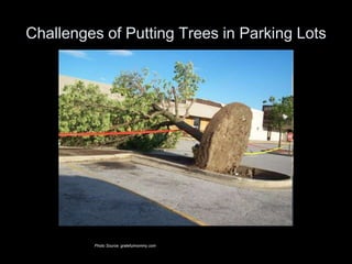 Challenges of Putting Trees in Parking Lots

Photo Source: gratefulmommy.com

 