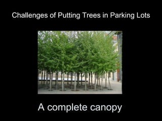 Challenges of Putting Trees in Parking Lots

A complete canopy

 
