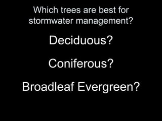 Which trees are best for
stormwater management?

Deciduous?
Coniferous?
Broadleaf Evergreen?

 