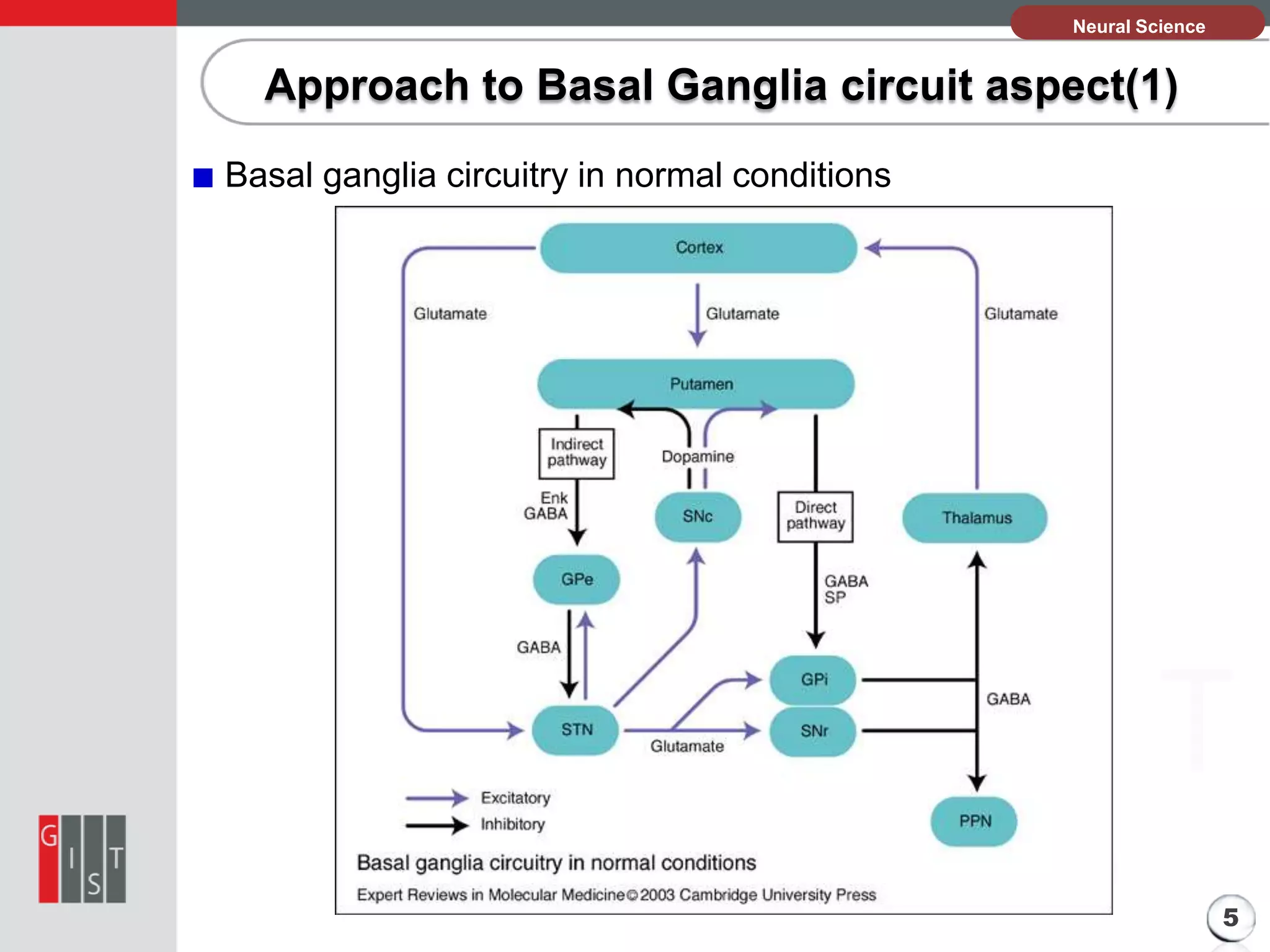 본Neural Science
과제의 기본 정보

Approach to Basal Ganglia circuit aspect(1)
Basal ganglia circuitry in normal conditions

5

 