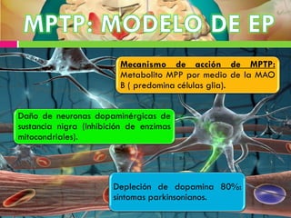 Depleción de dopamina 80%:
síntomas parkinsonianos.
Mecanismo de acción de MPTP:
Metabolito MPP por medio de la MAO
B ( predomina células glia).
Daño de neuronas dopaminérgicas de
sustancia nigra (Inhibición de enzimas
mitocondriales).
 