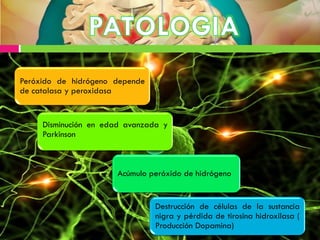 Peróxido de hidrógeno depende
de catalasa y peroxidasa
Disminución en edad avanzada y
Parkinson
Acúmulo peróxido de hidrógeno
Destrucción de células de la sustancia
nigra y pérdida de tirosina hidroxilasa (
Producción Dopamina)
 