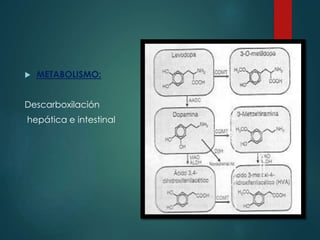  METABOLISMO:
Descarboxilación
hepática e intestinal
 