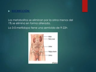  EXCRECCIÓN:
Los metabolitos se eliminan por la orina menos del
1% se elimina en forma alterada.
La 3-0-metildopa tiene una semivida de 9-22h
 