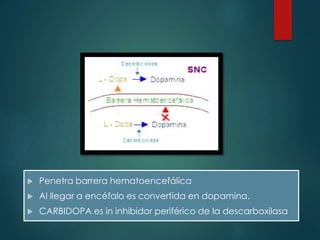  Penetra barrera hematoencefálica
 Al llegar a encéfalo es convertida en dopamina.
 CARBIDOPA es in inhibidor periférico de la descarboxilasa
 