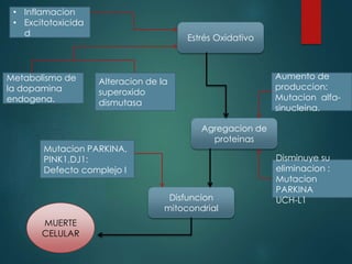 • Inflamacion
• Excitotoxicida
d
MUERTE
CELULAR
Estrés Oxidativo
Disfuncion
mitocondrial
Agregacion de
proteinas
Metabolismo de
la dopamina
endogena.
Alteracion de la
superoxido
dismutasa
Aumento de
produccion:
Mutacion alfa-
sinucleina.
Disminuye su
eliminacion :
Mutacion
PARKINA
UCH-L1
Mutacion PARKINA,
PINK1,DJ1:
Defecto complejo I
 