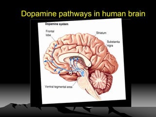 Dopamine pathways in human brain
 