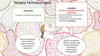Terapia Farmacológica
LEVADOPA
Una de las principales formas de
tratamiento
• Actúa en las células nerviosas para
producir dopamina.
• Actualmente se utiliza esta droga
mezclada con Carbidopa.
Amantadina
Consiste en un medicamento antiviral.
Efectos secundarios:
Piel manchada,
edema, confusión,
visión borrosa y
depresión.
Efectos secundarios:
Náusea, vómitos, baja
presión sanguínea,
movimientos
involuntarios e
intranquilidad.
 