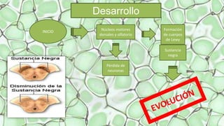 Desarrollo
INICIO Núcleos motores
dorsales y olfatorio
Formación
de cuerpos
de Lewy
Sustancia
negra
Pérdida de
neuronas
 