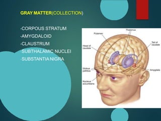 GRAY MATTER(COLLECTION)
•CORPOUS STRATUM
•AMYGDALOID
•CLAUSTRUM
•SUBTHALAMIC NUCLEI
•SUBSTANTIANIGRA
 