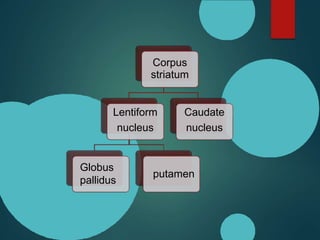 Corpus
striatum
Lentiform
nucleus
Globus
pallidus
putamen
Caudate
nucleus
 