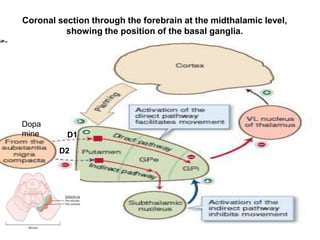 Coronal section through the forebrain at the midthalamic level,
showing the position of the basal ganglia.
D1
D2
Dopa
mine
D2
 