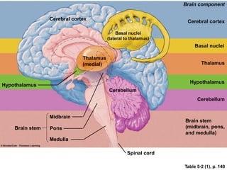 Table 5-2 (1), p. 140
Hypothalamus
Brain stem
Cerebral cortex
Thalamus
(medial)
Basal nuclei
(lateral to thalamus)
Cerebellum
Spinal cord
Midbrain
Pons
Medulla
Brain component
Cerebral cortex
Basal nuclei
Thalamus
Hypothalamus
Cerebellum
Brain stem
(midbrain, pons,
and medulla)
 