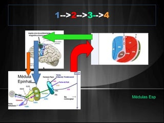 1-->2-->3-->4 
Mèdula 
Epinhal 
Médulas Esp 
 