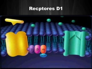 Recptores D1 
 