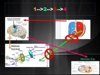 1-->2-->3-->4 
Mèdula 
Epinhal 
Médulas Esp 
 