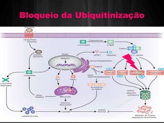 Bloqueio da Ubiquitinização 
 