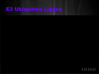 E3 Ubiquitina Ligase 
 