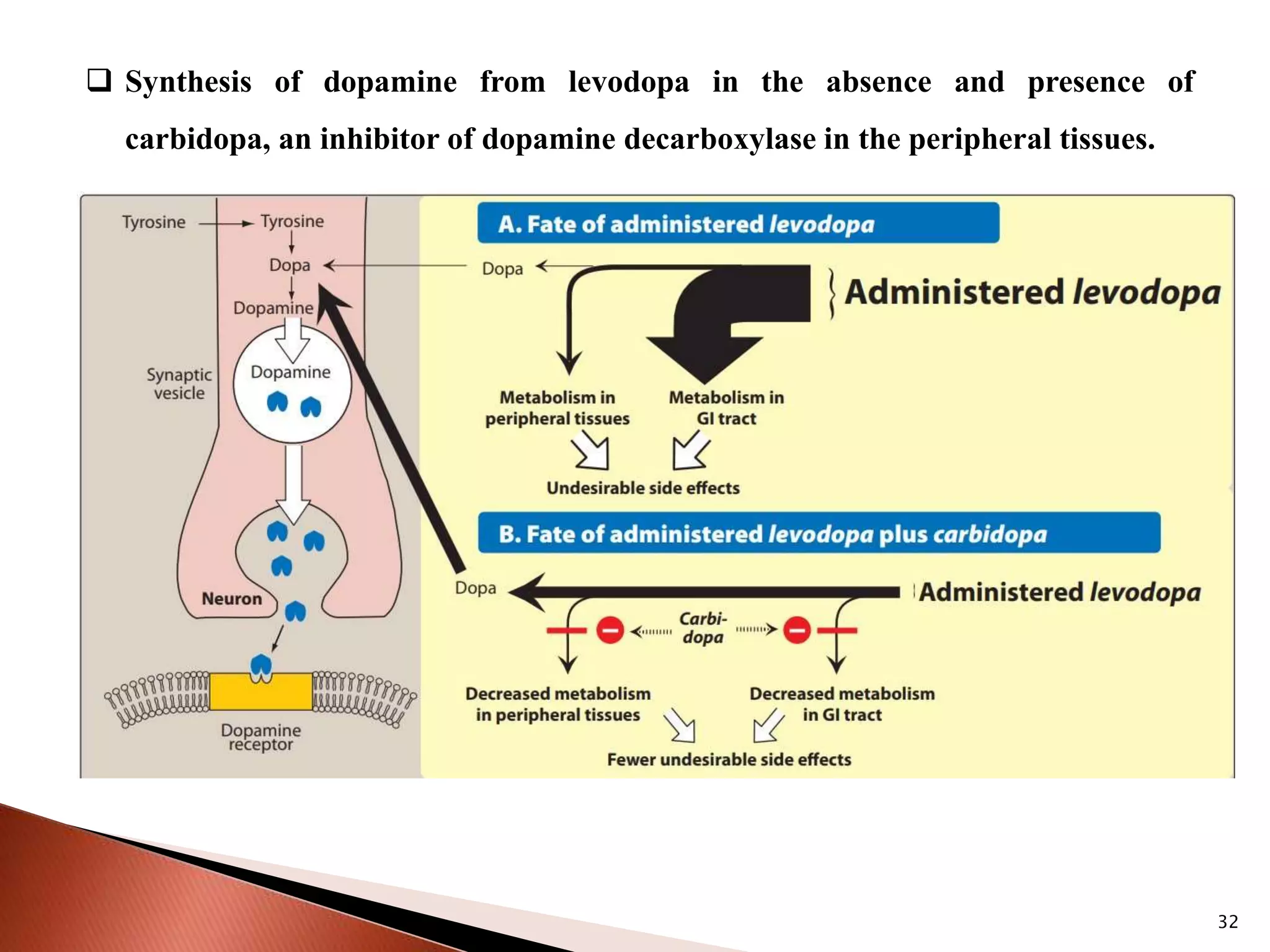 32
 Synthesis of dopamine from levodopa in the absence and presence of
carbidopa, an inhibitor of dopamine decarboxylase in the peripheral tissues.
 