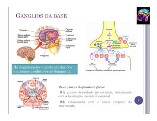 GANGLIOS DA BASE




Há degeneração e morte celular dos
neurónios produtores de dopamina.



                          Receptores dopaminérgicos:
                          -D1: grande densidade no estriado, relacionada
                          com a locomoção, memória espacial
                                                                                5
                          -D2: relacionada   com   o   inicio   correcto   do
                          movimento
 