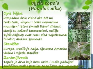 bijela topola
(Populus alba)
Opis biljke:
listopadno drvo visine oko 30 m;
trokutasti, ušiljeni i često nepravilno
nazubljeni listovi (mladi listovi dlakavi,
stariji su kožasti tamnozeleni, naličje
snježnobijelo); cvat resa; plod svijetlosmeđi
tobolac; dlakave sjemenke
Stanište:
Europa, središnja Azija, Sjeverna Amerika
vlažna i svjetla staništa
Zanimljivosti:
Topola je drvo koje brzo raste i može podnijeti
onečišćeni zrak i posolicu te se često sadi uz autoceste.
 