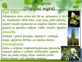 crna topola
(Populus nigra)
Opis biljke:
listopadno drvo visine do 35 m, promjera 2 do 3
m, romboidni oblik lista, cvat resa, plod tobolac,
svjetlo smeđe sjemenke sa snježno bijelim nitima,
pupovi su spiralno ušiljeni, veliki, smeđi i ljepljivi
Stanište:
srednja i južna Europa, zapadna i srednja
Azija, sjeverna Afrika, uz riječne doline
Zanimljivosti:
Kada u vrijeme rasprostranjivanja sjemenke
raznosi vjetar u velikim količinama izgleda
kao da pada snijeg. Brzo rastuća vrsta.
Može živjeti i do nekoliko stoljeća.
 