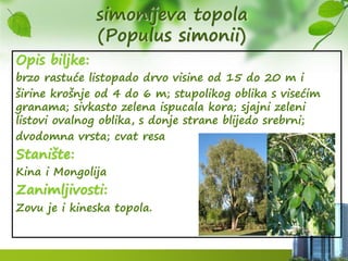 simonijeva topola
(Populus simonii)
Opis biljke:
brzo rastuće listopado drvo visine od 15 do 20 m i
širine krošnje od 4 do 6 m; stupolikog oblika s visećim
granama; sivkasto zelena ispucala kora; sjajni zeleni
listovi ovalnog oblika, s donje strane blijedo srebrni;
dvodomna vrsta; cvat resa
Stanište:
Kina i Mongolija
Zanimljivosti:
Zovu je i kineska topola.
 