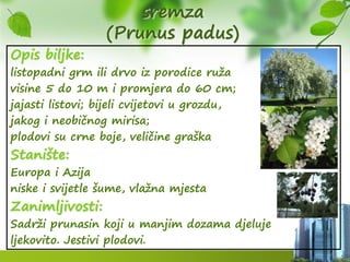 sremza
(Prunus padus)
Opis biljke:
listopadni grm ili drvo iz porodice ruža
visine 5 do 10 m i promjera do 60 cm;
jajasti listovi; bijeli cvijetovi u grozdu,
jakog i neobičnog mirisa;
plodovi su crne boje, veličine graška
Stanište:
Europa i Azija
niske i svijetle šume, vlažna mjesta
Zanimljivosti:
Sadrži prunasin koji u manjim dozama djeluje
ljekovito. Jestivi plodovi.
 
