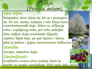 trešnja
(Prunus avium)
Opis biljke:
listopadno drvo visine do 20 m i promjera
do 70 cm; tanka, kožasta i vrlo žilava kora
crvenkastosmeđe boje, listovi su ušiljenog
vrha i napiljenog ruba, pri vrhu peteljke
lista vidljive dvije crvenkaste žlijezde;
cvjetovi bijele boje, po pet lapova i latica;
plod je jestiva i sjajna tamnocrvena koštunica
Stanište:
Europa, zapadna Azija
Zanimljivosti:
Kvalitetno crveno drvo trešnje često se
koristi za izradu namještaja. Plod rado jedu ptice.
 